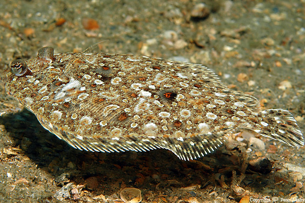Flying Flounder