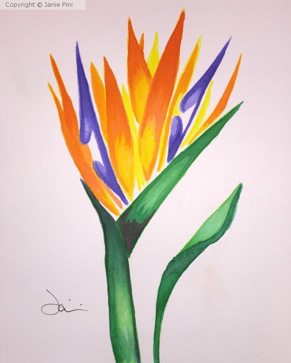 Bird of Paradise 2