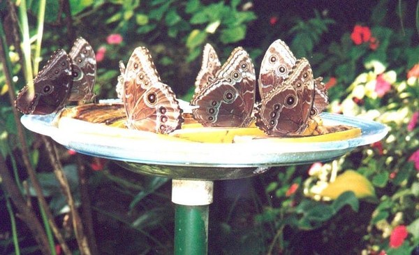 Butterflies on Bananas