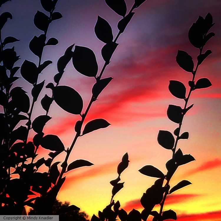 sunset and leaves
