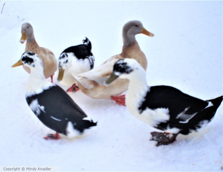 ducks 