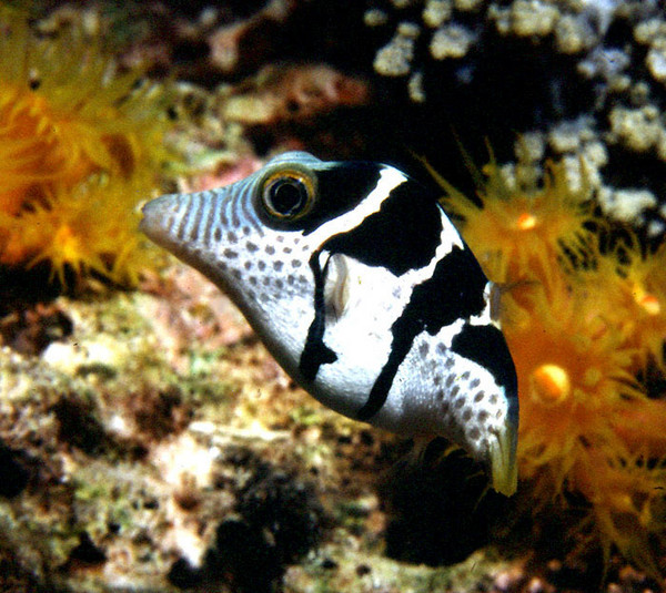 Saddled Trunkfish