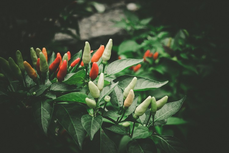 Jenis-Jenis Pupuk Cabe Rawit