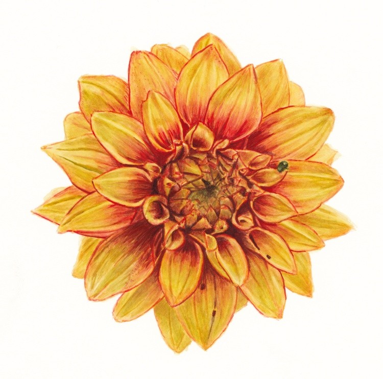 Watercolour yellow flower