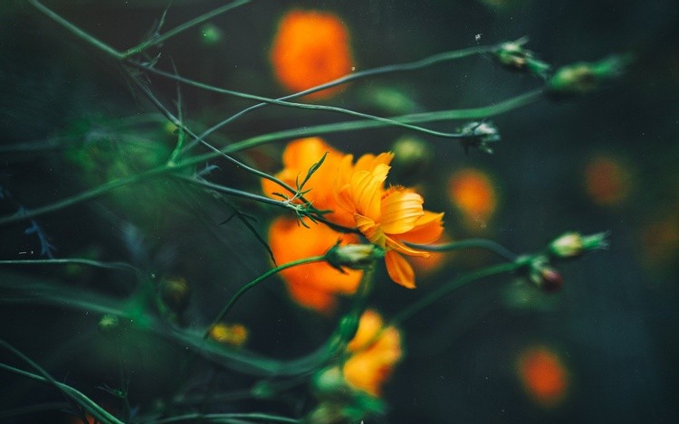 Nature