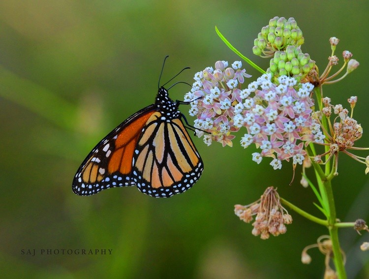 Monarch 