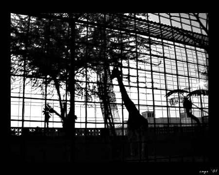 Cage