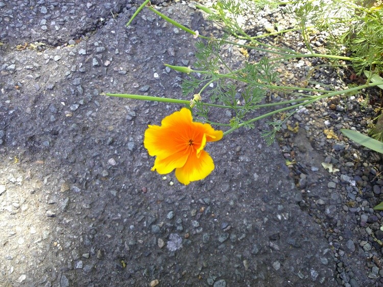 DSCF0011