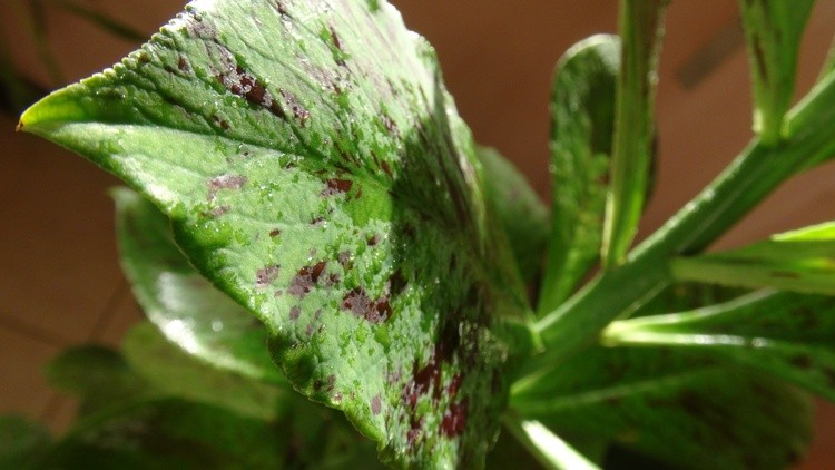 water drops on the leaves