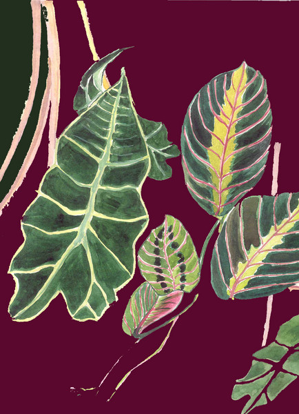 Leaves