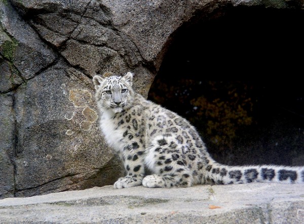 Snow Leopard