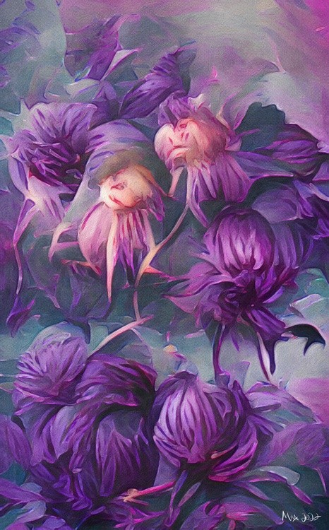 jPurple Dahlias