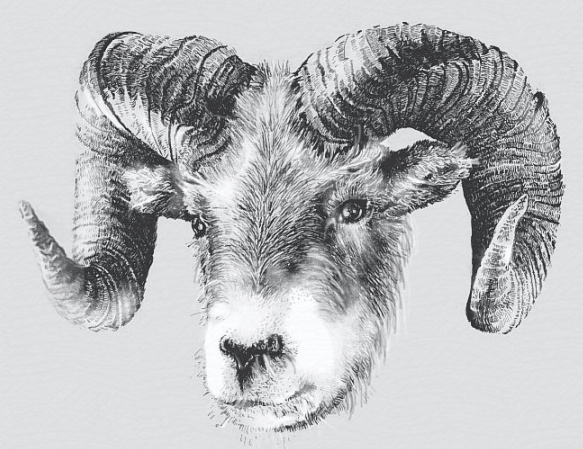 ...a little ram