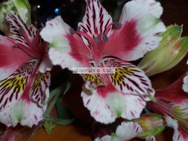 flower