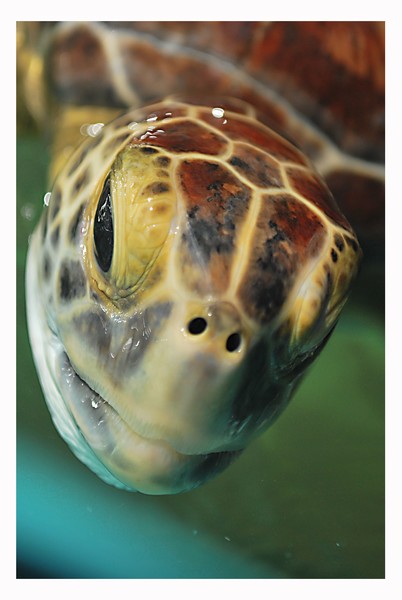Sea Turtle