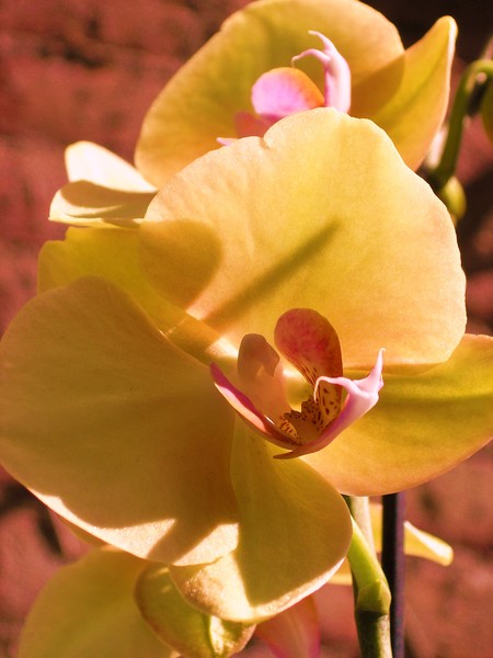 phaleanopsis 1