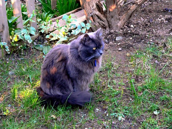 Handsome Cat
