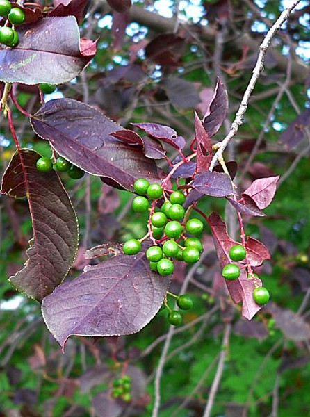 Leaves & Berries