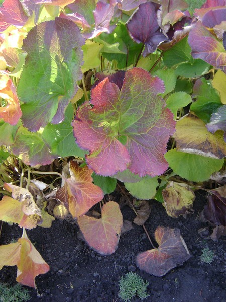 Fall Foilage