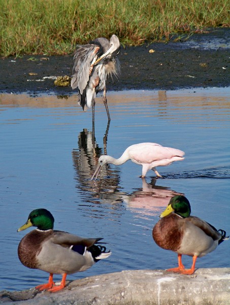 Duck Duck Spoonbill Blue Heron