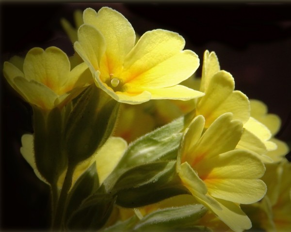 Primrose
