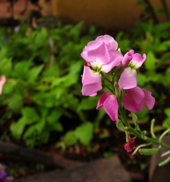 Sweet Pea