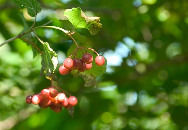 Berries