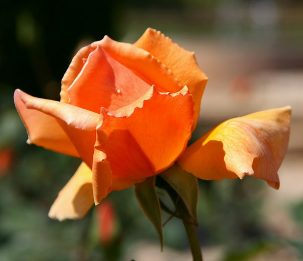 Roses For You