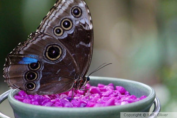 Common Morpho Butterfly Feeding