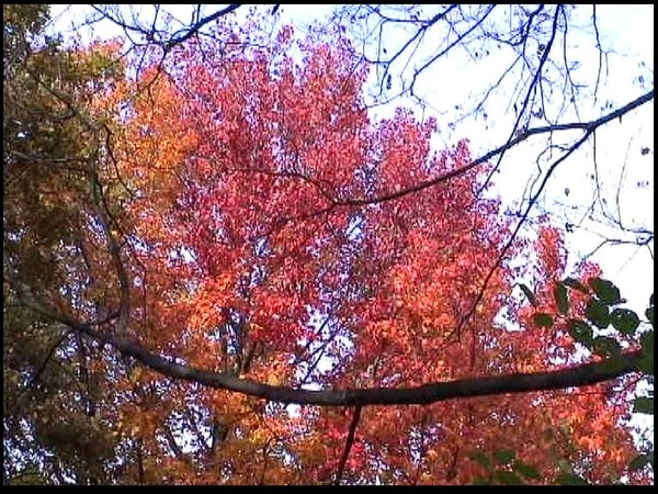 Berlin Autumn Tiergarten colors