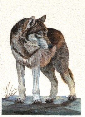 Grey wolf