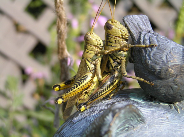 Hitchin a ride?