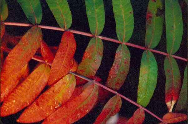 sumac fall