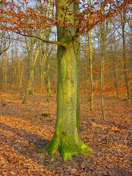 sunny winter forest