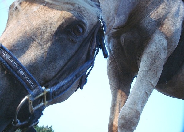 Grazing Saddled