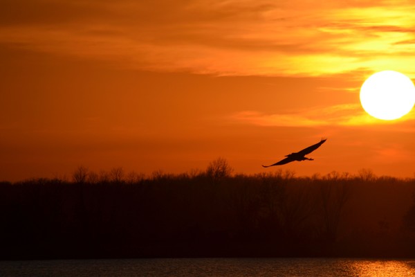 Heron taking flight at Sunset