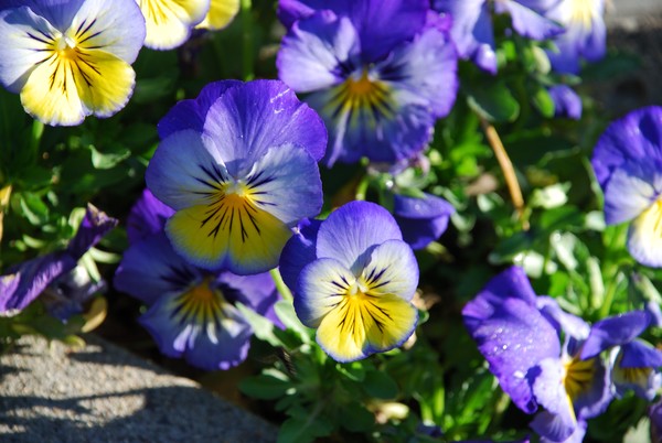 Blue Yellow Flowers 29