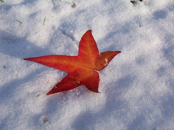 The last leaf