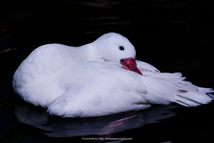 Coscoroba Swan P3442