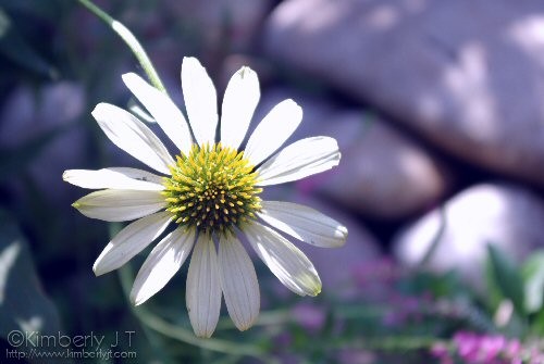 Lazy Daisy Summer Day