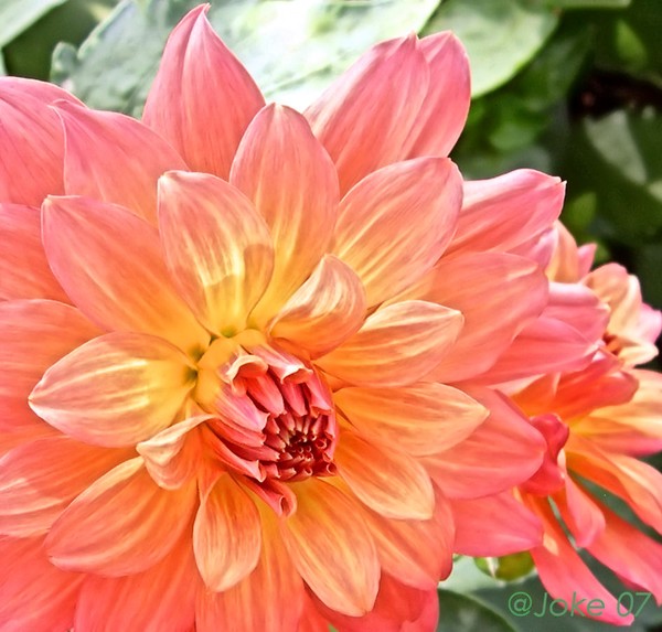 Dalia