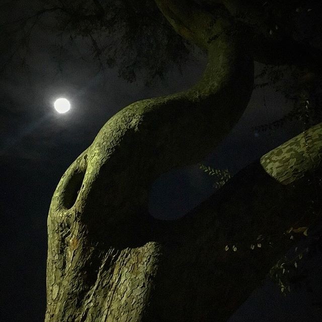 Moon Shadow