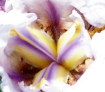 Iris Fragment
