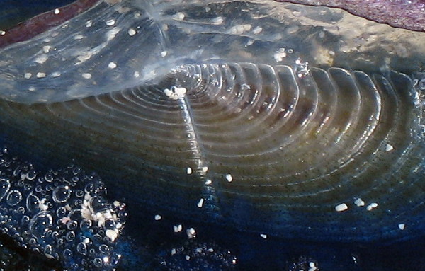 Sea Creature Fragment