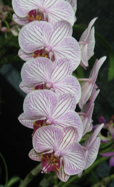 Orchid Ribbon