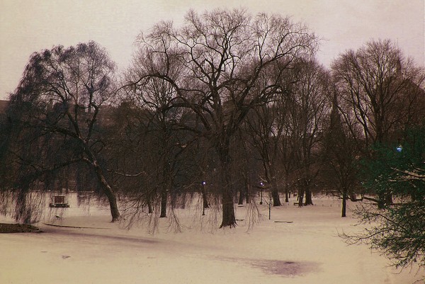 Winter Trees