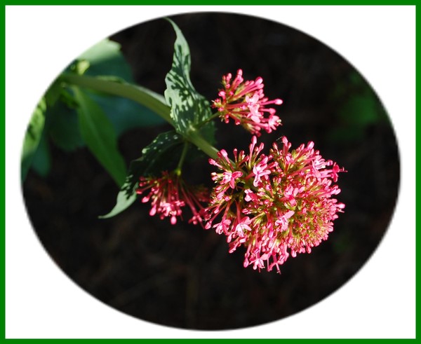 Mystery Flower