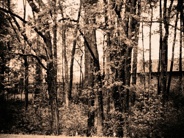 TreeSepia