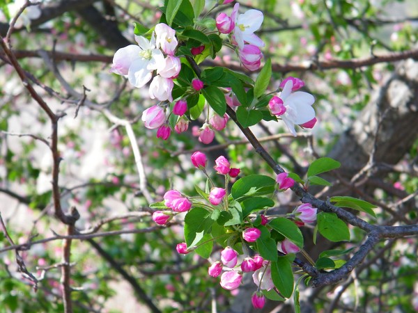 Cherry Blossoms