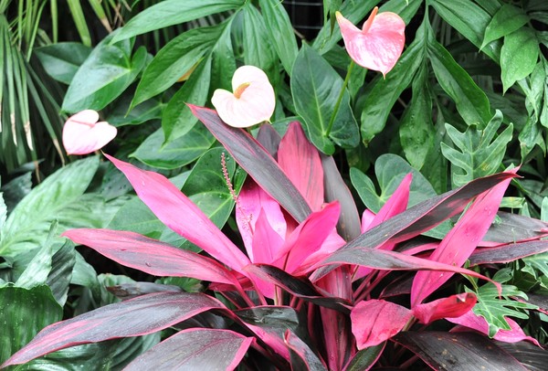Longwood Flowers